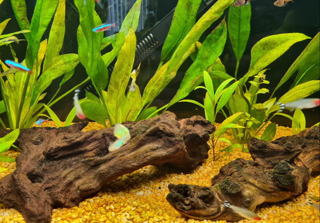 Why Are My Aquarium Plants Turning Brown?